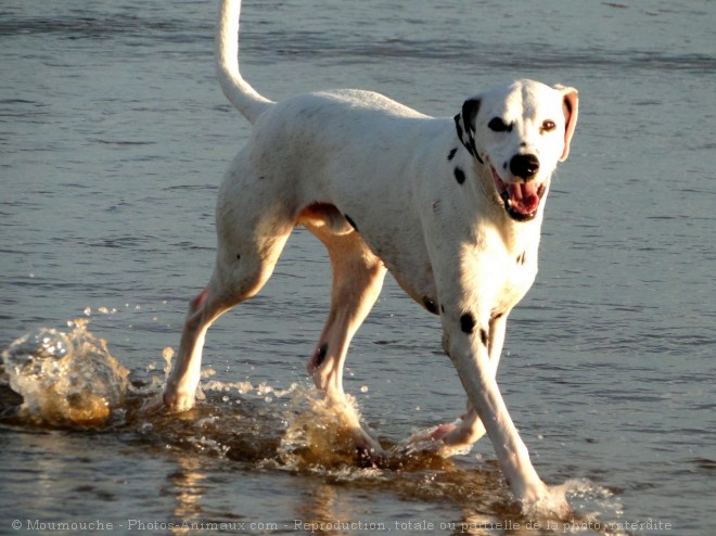 Photo de Dalmatien