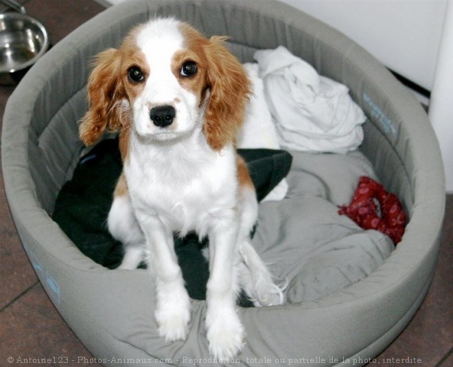 Photo de Cavalier king charles spaniel