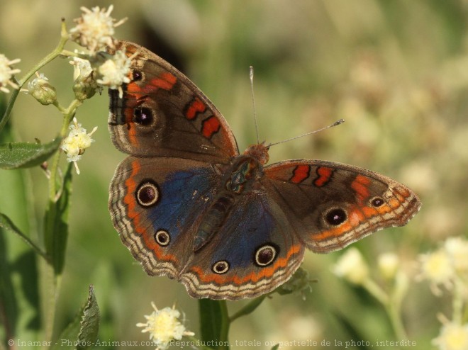 Photo de Papillon