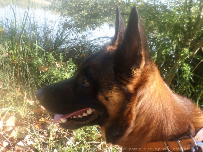 Photo de Berger belge malinois