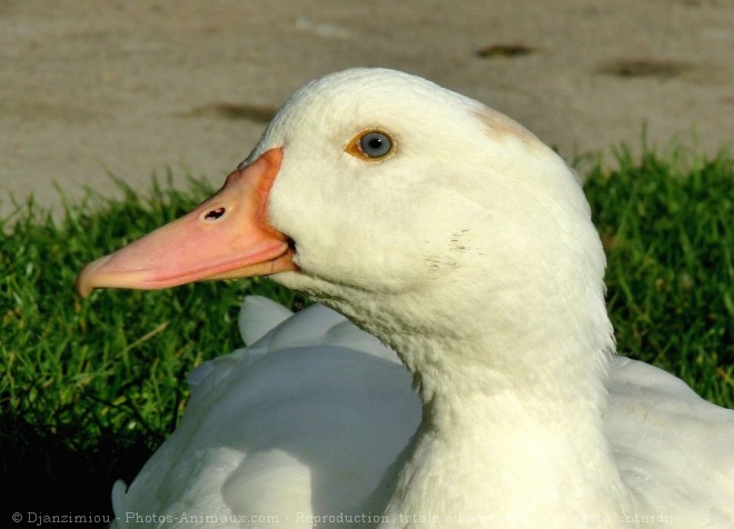 Photo d'Oie blanche