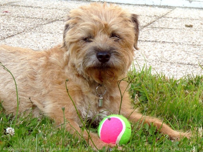 Photo de Border terrier