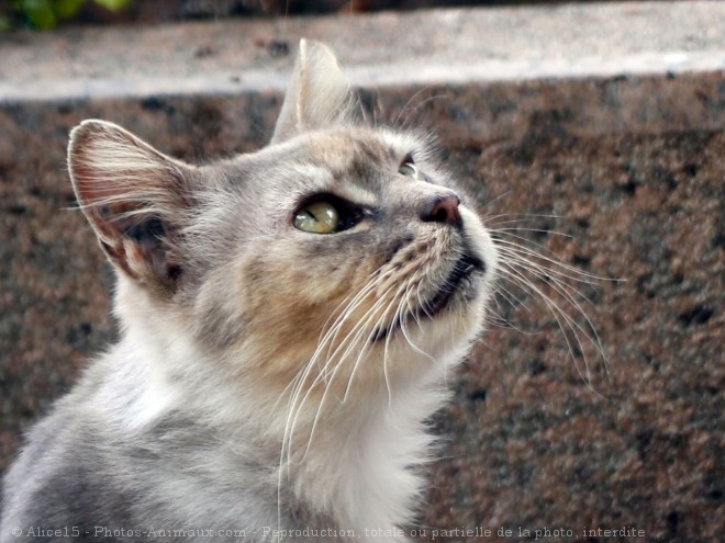 Photo de Chat domestique