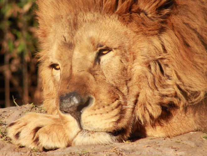 Photo de Lion