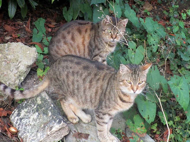 Photo de Chat domestique