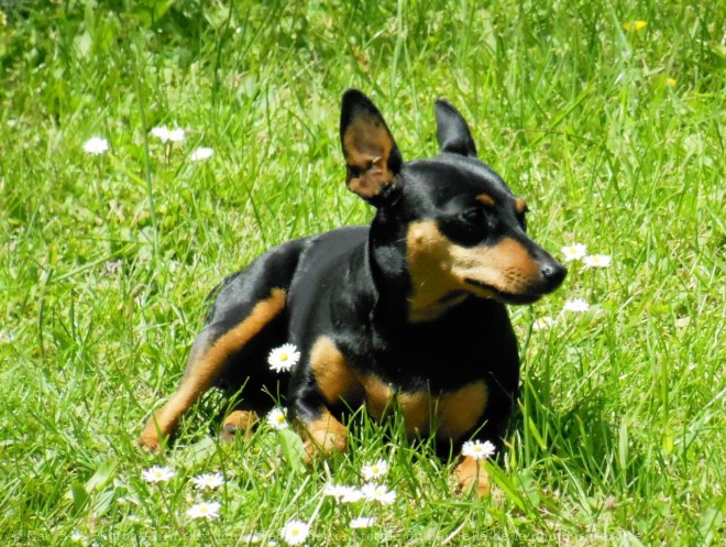 Photo de Pinscher nain