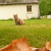 Photo de Chat domestique