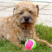 Photo de Border terrier