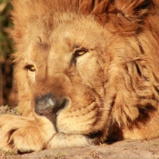 Photo de Lion