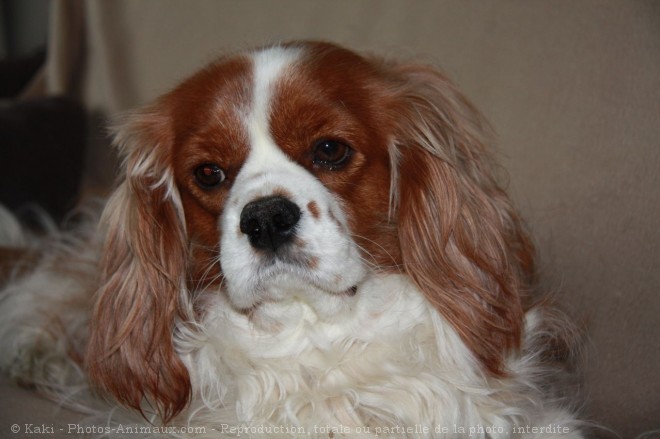 Photo de Cavalier king charles spaniel