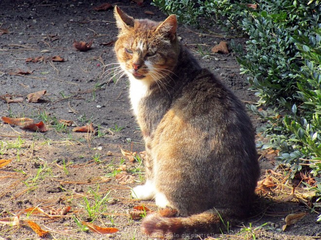 Photo de Chat domestique