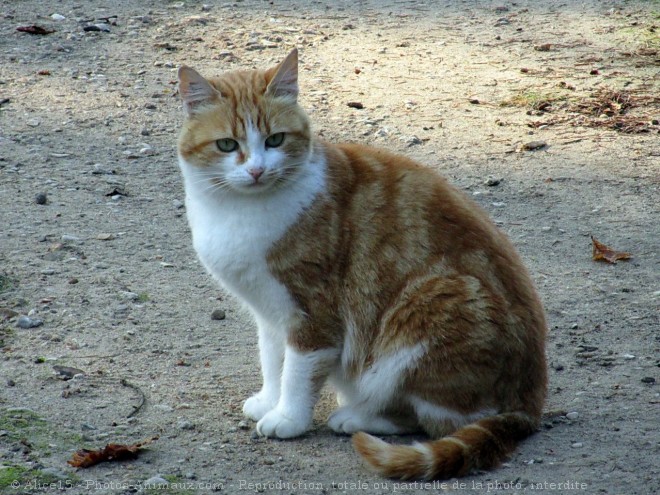 Photo de Chat domestique