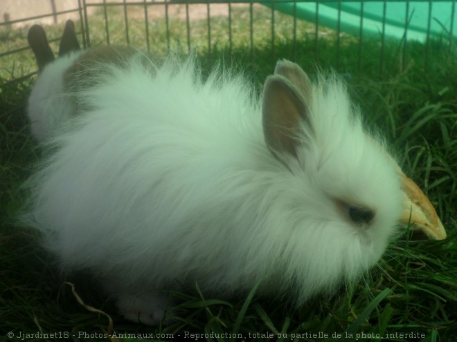 Photo de Lapin