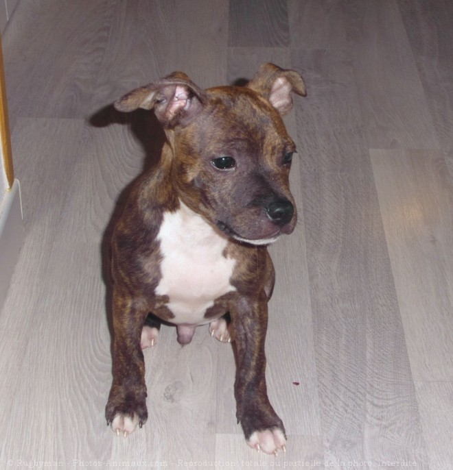 Photo de Staffordshire bull terrier