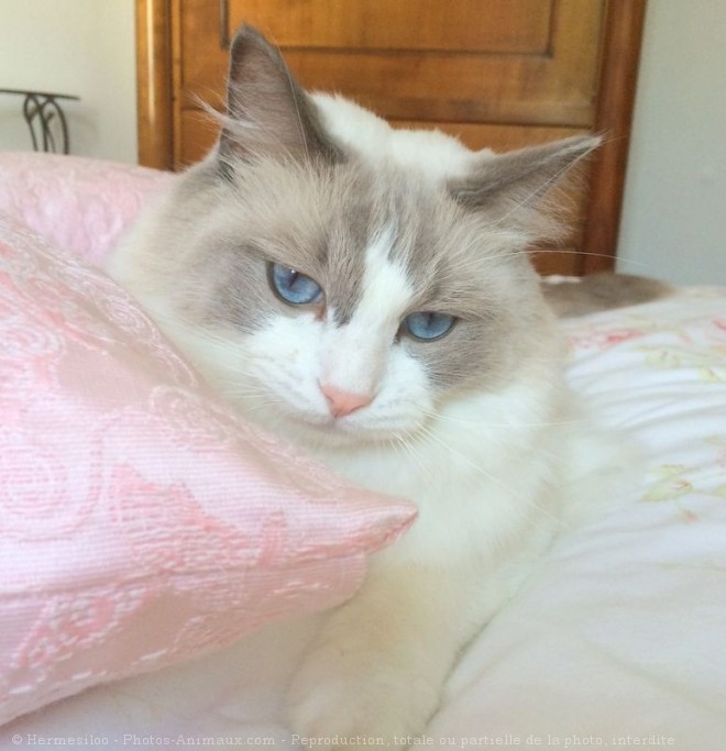 Photo de Ragdoll