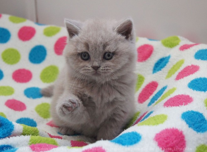 Photo de British shorthair