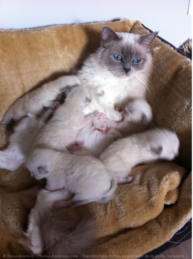 Photo de Ragdoll