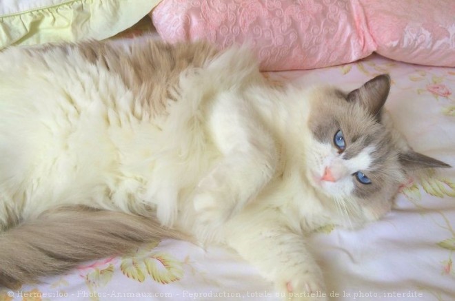 Photo de Ragdoll