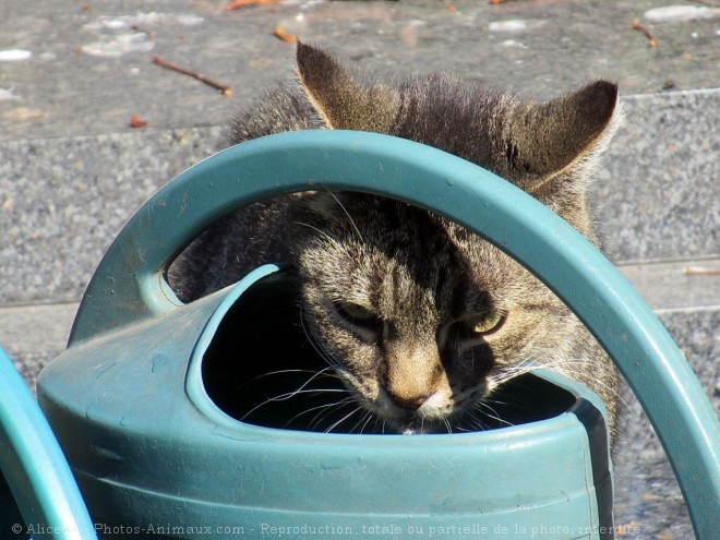 Photo de Chat domestique