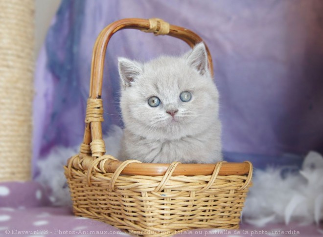 Photo de British shorthair