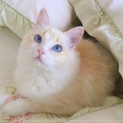 Photo de Ragdoll