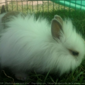 Photo de Lapin