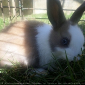 Photo de Lapin