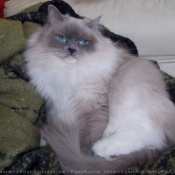 Photo de Ragdoll