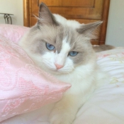 Photo de Ragdoll