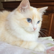 Photo de Ragdoll