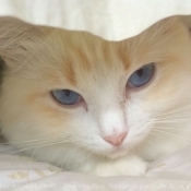 Photo de Ragdoll