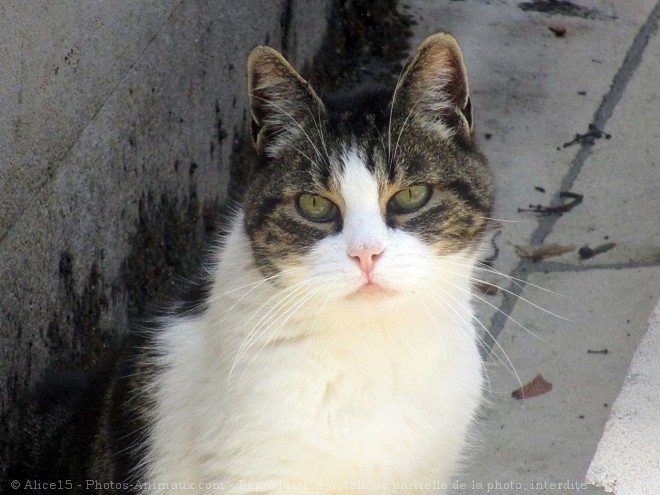 Photo de Chat domestique