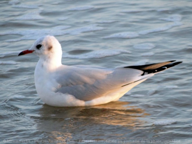 Photo de Mouette