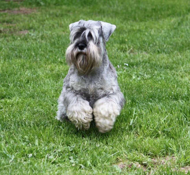 Photo de Schnauzer nain