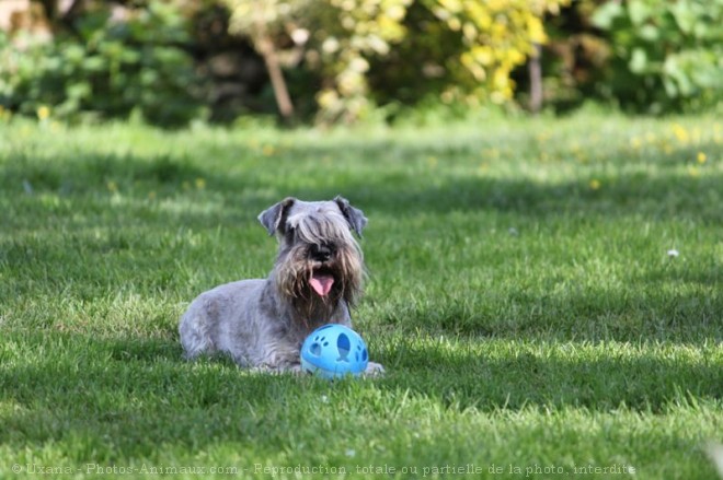 Photo de Schnauzer nain