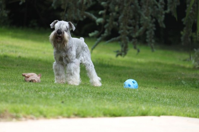 Photo de Schnauzer nain