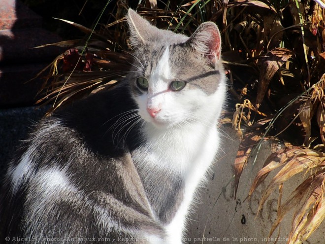 Photo de Chat domestique