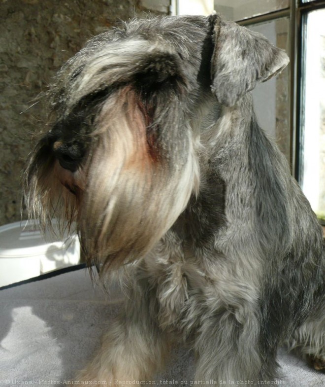 Photo de Schnauzer nain