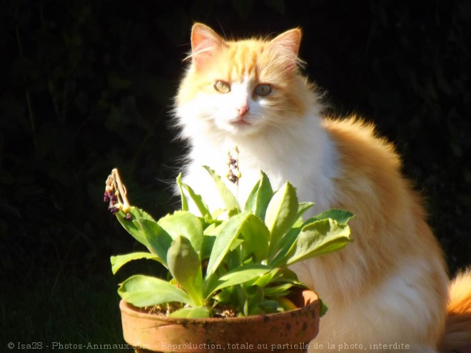 Photo de Chat domestique