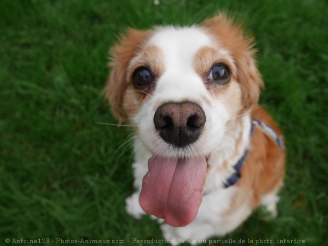 Photo de Cavalier king charles spaniel