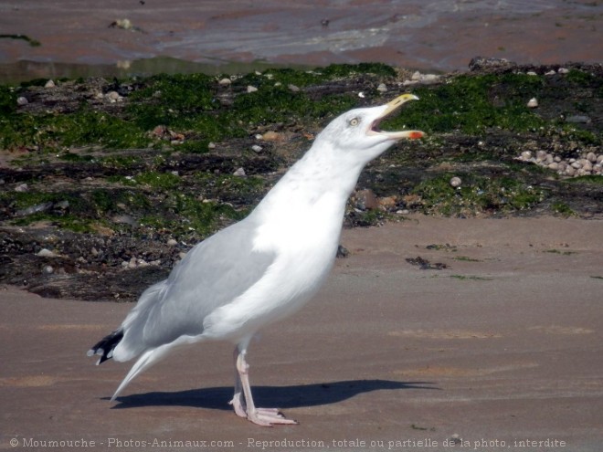 Photo de Goeland