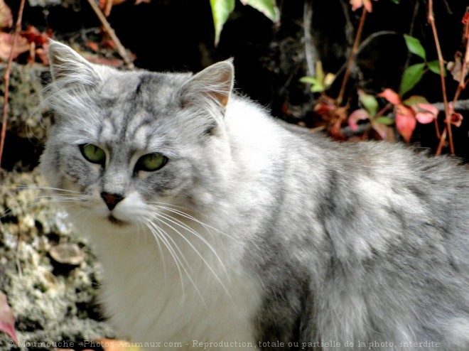 Photo de Chat domestique