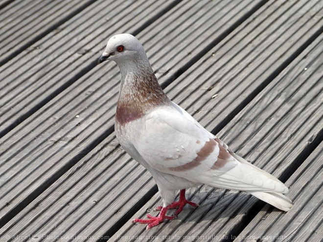 Photo de Pigeon