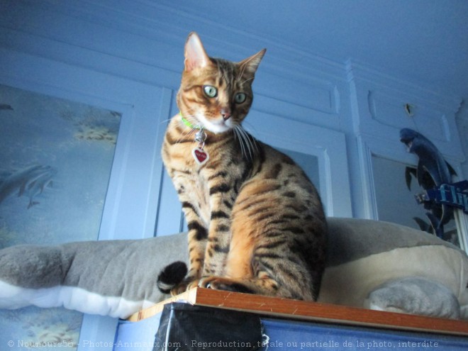 Photo de Bengal