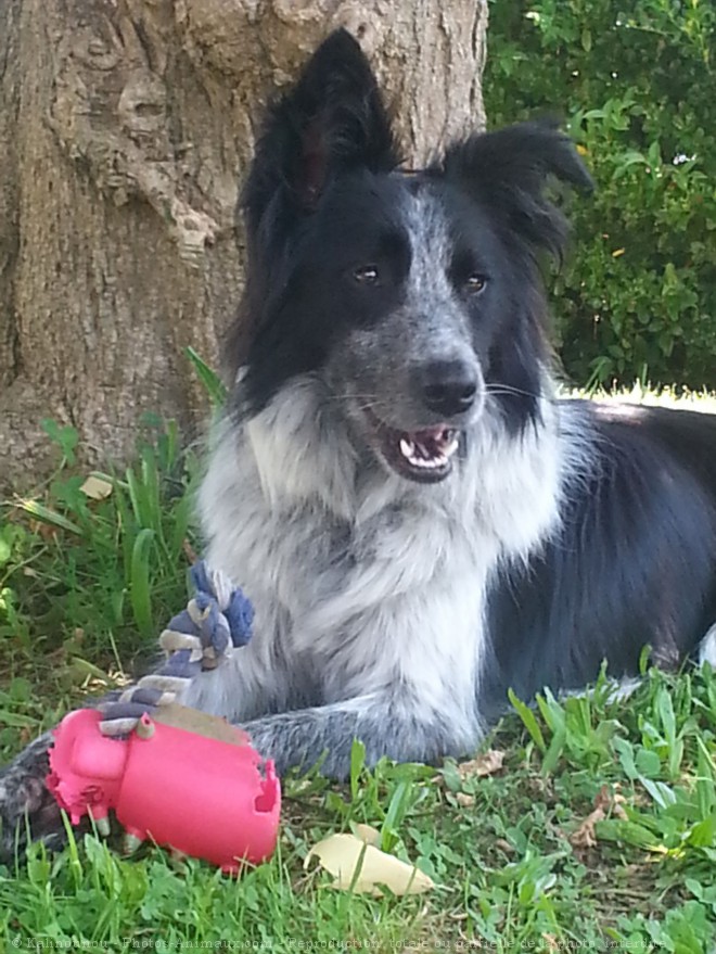 Photo de Border collie