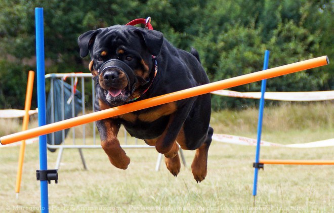 Photo de Rottweiler