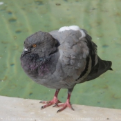 Photo de Pigeon