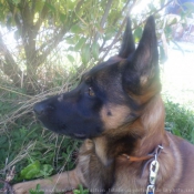 Photo de Berger belge malinois