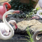 Photo de Flamand rose