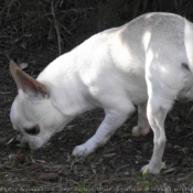 Photo de Chihuahua  poil court